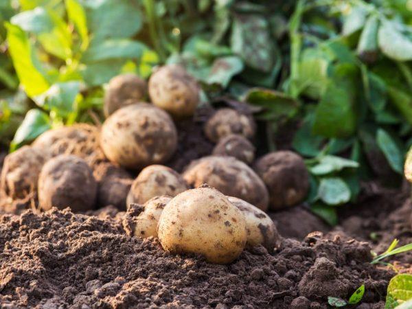 มันฝรั่งแยงกี้