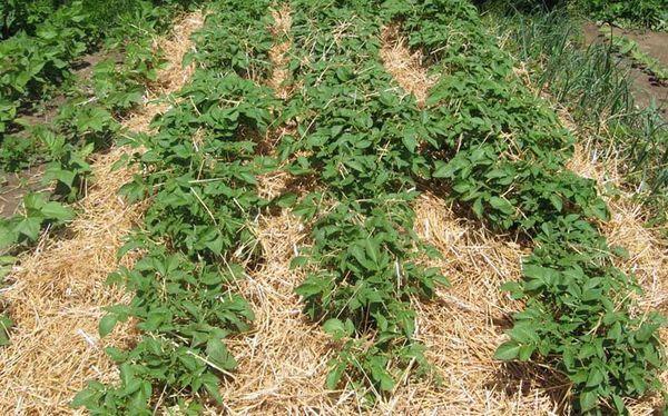 การคลุมดินมันฝรั่ง