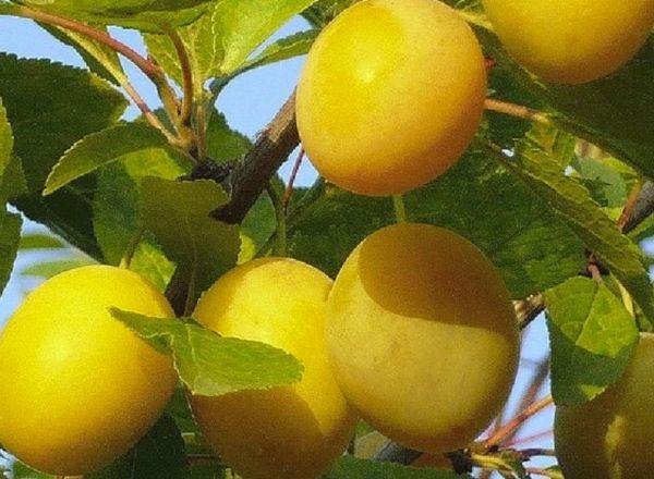 พลัมสุก