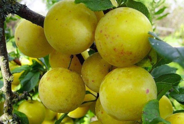 เรนโคลด มิชูรินสกี้