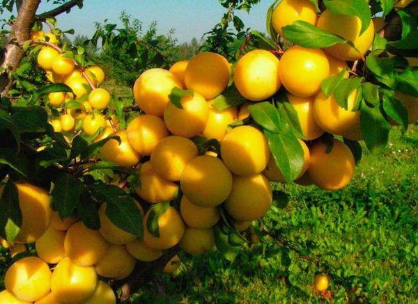 ยันตานายา มลิเยฟสกายา