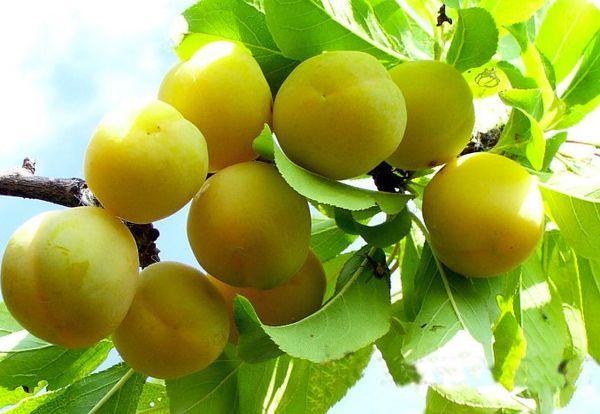 สีทองขนาดใหญ่