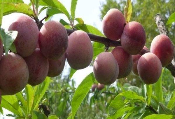 ของที่ระลึกจากตะวันออก