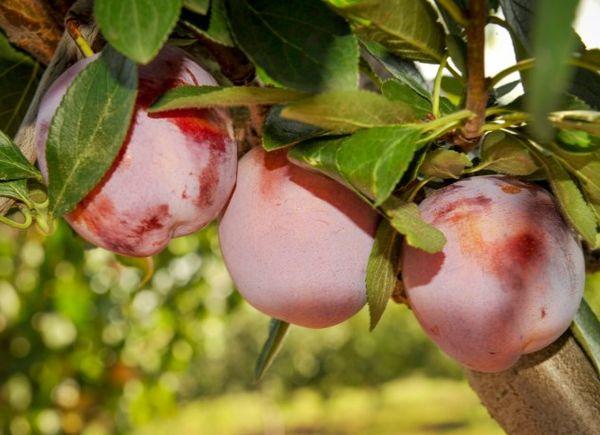 ประธานพลัม