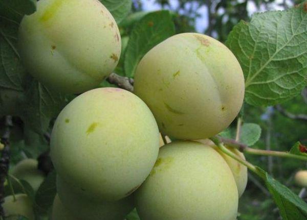 สีขาวน้ำผึ้ง