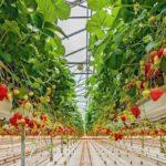 การปลูกสตรอเบอร์รี่ในเรือนกระจก