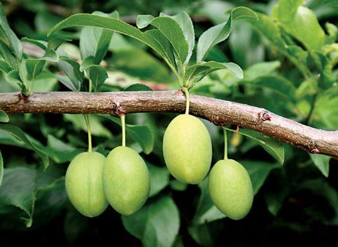 ลูกพลัมสีเขียว