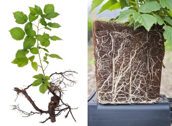 การขยายพันธุ์โดยการปักชำ