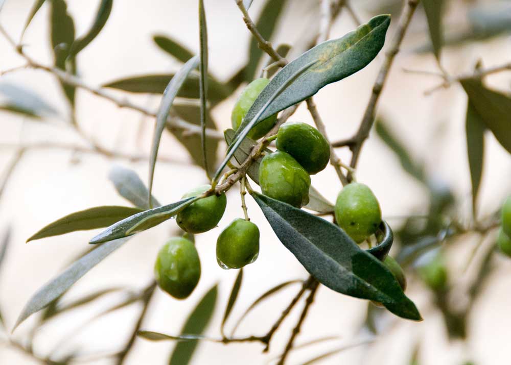 beaucoup d'olives