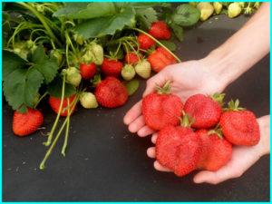 ลักษณะและลักษณะของสตรอว์เบอร์รีพันธุ์อัลบา กฎการปลูก