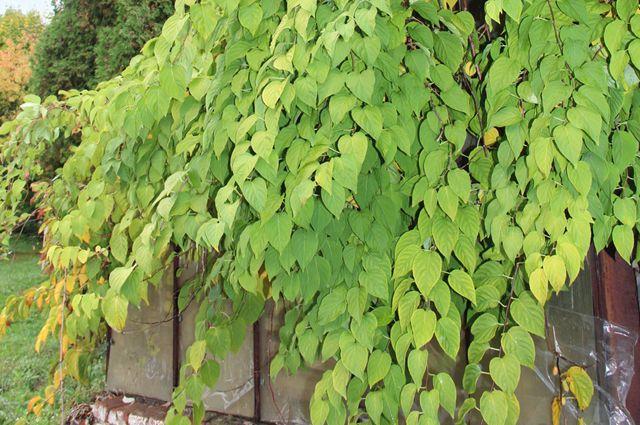 méthodes de plantation d'actinidies