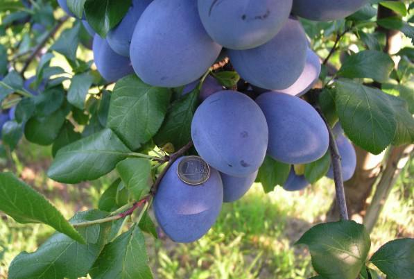 การเก็บเกี่ยวลูกพลัมคาบาร์เดียน