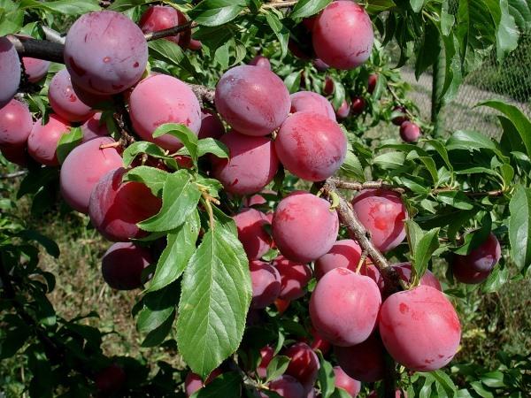 มิชูริน ชาวฮังการี