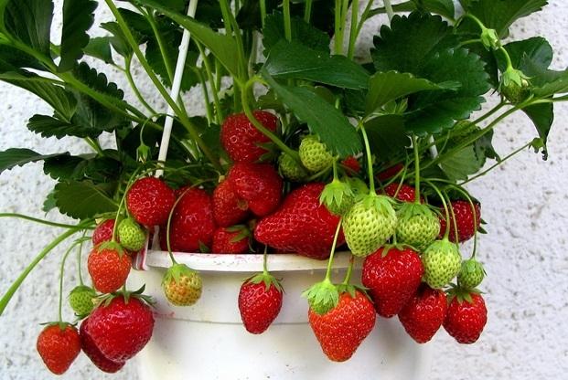 สตรอเบอร์รี่ในกระถาง