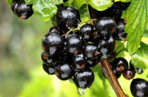 เมื่อใดและอย่างไรจึงจะทำการตัดแต่งลูกเกด แผนงานและระยะเวลา