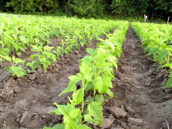 การปลูกในดิน