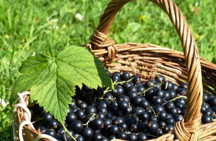 การเก็บเกี่ยวลูกเกด