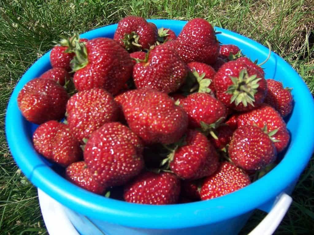 การเก็บเกี่ยวสตรอเบอร์รี่