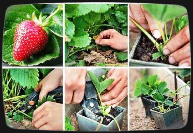 การขยายพันธุ์โดยหนวด