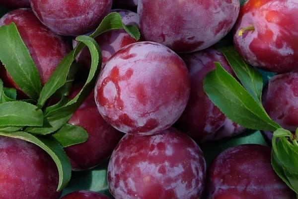 ลูกพลัมสุก