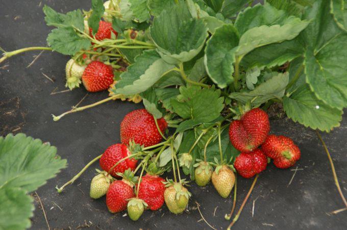 ต้นสตรอเบอร์รี่