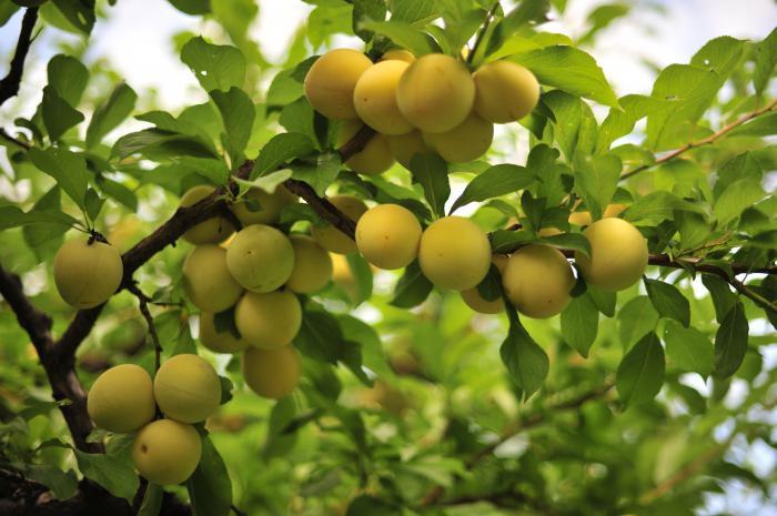 พลัมกรีนเกจโคลคอซนี่