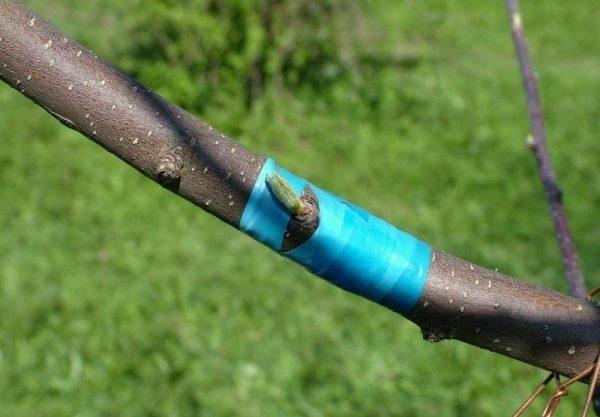 การต่อกิ่งลูกแพร์