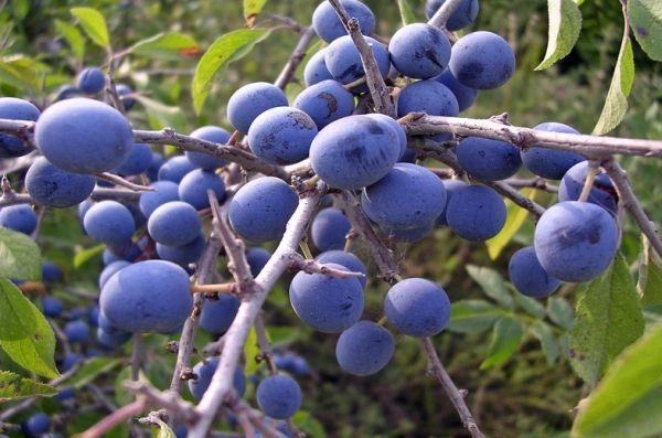 พลัมป่า