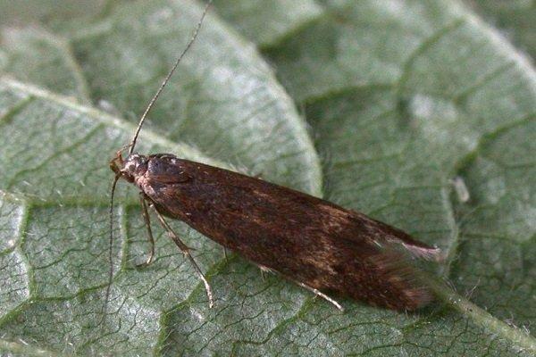 ผีเสื้อกลางคืนบนใบ