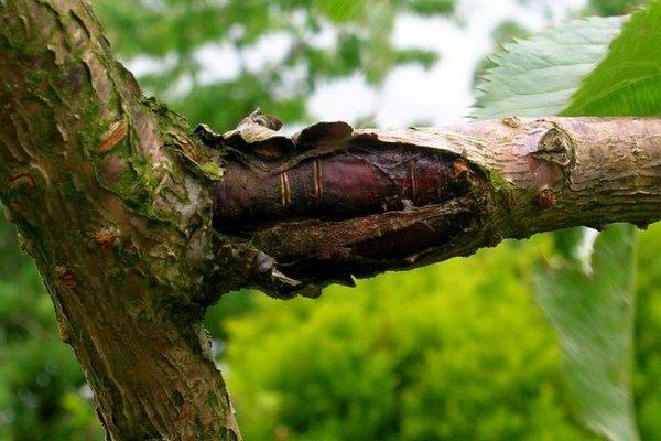 โรคซีบัคธอร์น