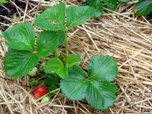 วิธีและวิธีที่ดีที่สุดในการคลุมดินสตรอเบอร์รี่ ประโยชน์และอันตราย
