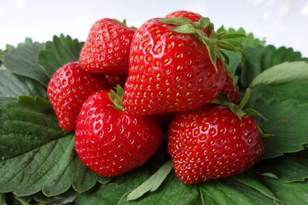 grosses fraises