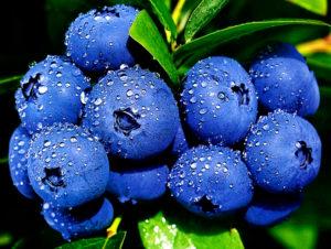 ระยะเวลาและกฎเกณฑ์ในการขยายพันธุ์บลูเบอร์รี่ที่บ้าน