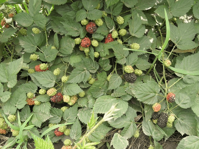 แบล็กเบอร์รี่เคียฟ