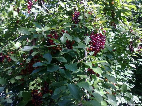 description de la variété