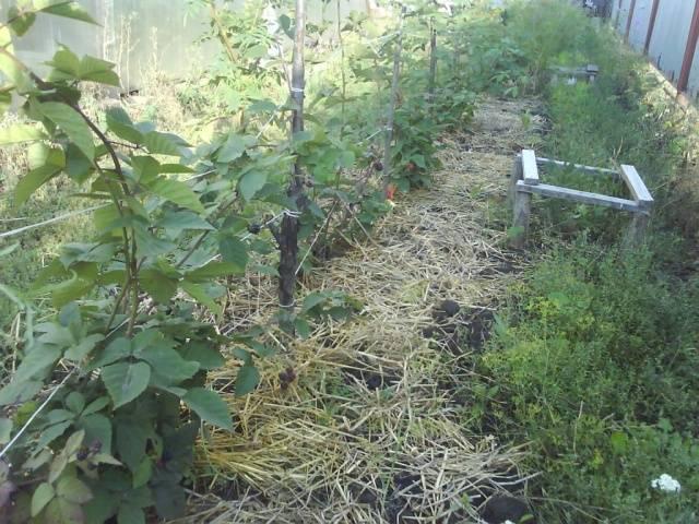 การดูแลพืชผล