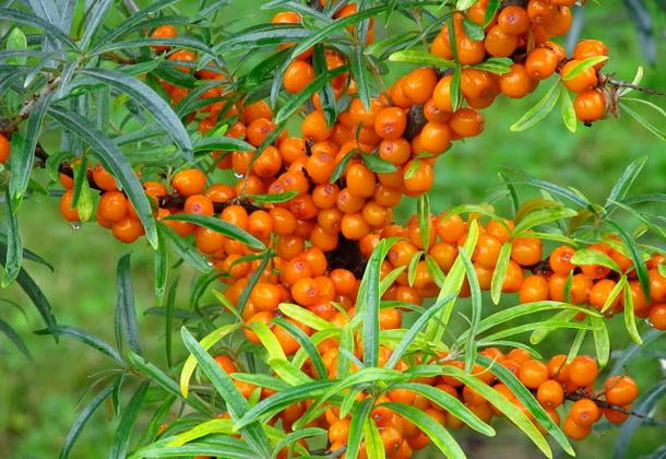 การตัดแต่งต้นซีบัคธอร์น