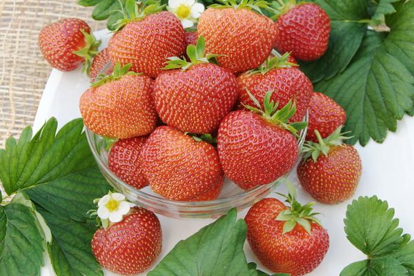 fraises dans un bol