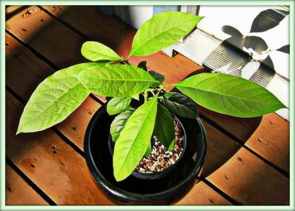 อะโวคาโดในหม้อ