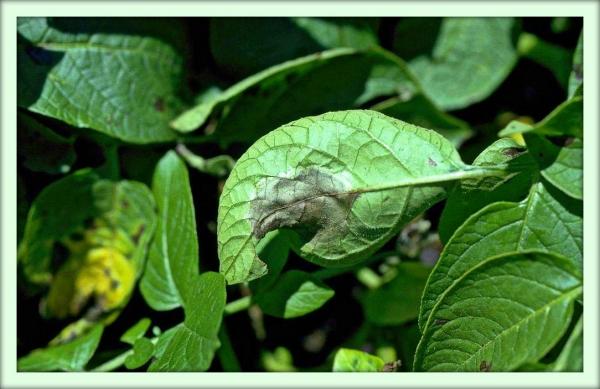 โรคใบไหม้ของอะโวคาโด