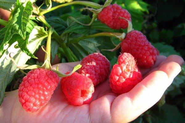 ราสเบอร์รี่สุก