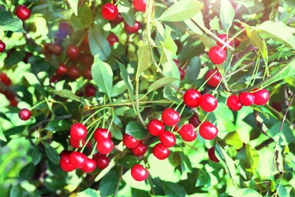 พันธุ์เชอร์รี่ปลายฤดู