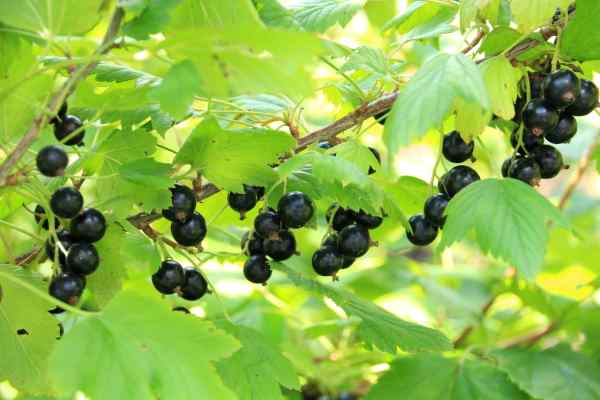 ลูกเกดดำ