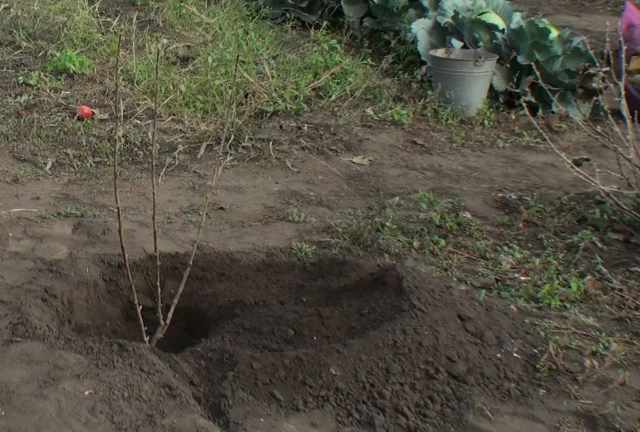 groseilles dans le jardin