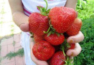 Description de la variété de fraise de Florence, caractéristiques de plantation et d'entretien
