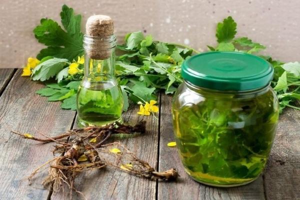 celandine ต่อต้านเพลี้ยอ่อน