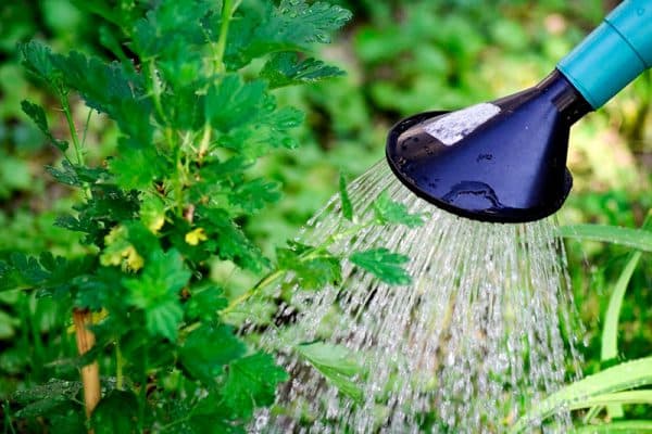 การรดน้ำลูกเกด