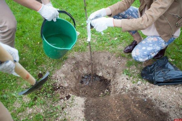 การปลูกเชอร์รี่