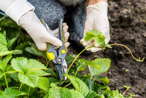 การตัดแต่งกิ่งสตรอเบอร์รี่