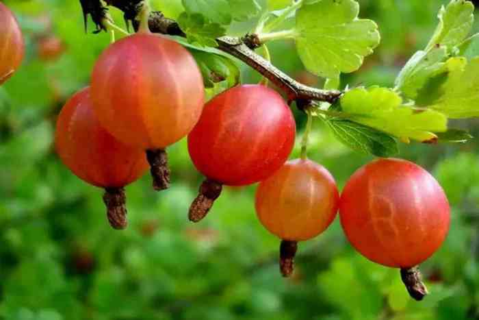 มะยมแดง